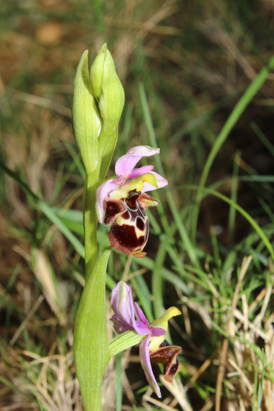Orchidee dell''Imperiese